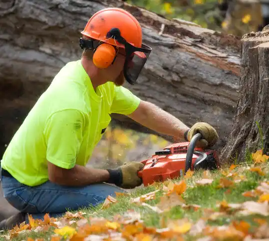 tree services Medford